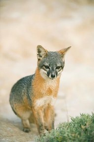 Foto Island Fox (Urocyon littoralis), Kevin Schafer, (26.7 x 40 cm)