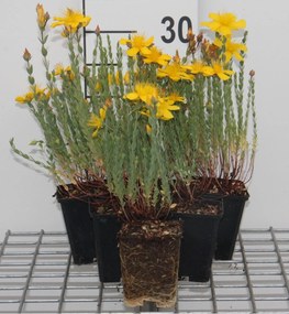 Hypericum olympicum - pot 9x9 cm -