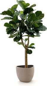 Kunstboom Designplants Luca Lifestyle | Groen Kunststof | Inclusief bloempot | ø105x105cm | Geschikt voor buiten en binnen | Kees Smit Tuinmeubelen