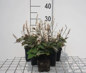 Tiarella wherryi - pot 9x9 cm -