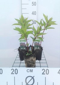 Eupatorium maculatum 'Riesenschirm' - pot 9x9 cm
