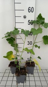 Lavatera 'Candy Floss' - pot 9x9 cm -