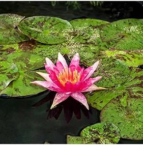 Nymphaea 'Red Spider' - pot 11x11 cm