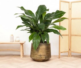 Anthurium Jungle King struik - 100cm