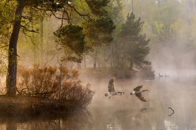 Foto Goose fight, Anton van Dongen