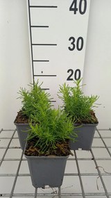 Santolina rosmarinifolia 'Lemon Fizz' - pot 9x9 cm -