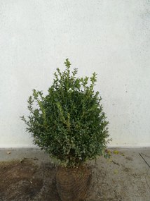 Buxus sempervirens - aardekluit - 60-80 cm - struik