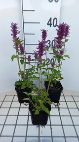 Agastache 'Blue Boa' - pot 9x9 cm -