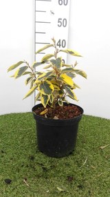 Elaeagnus x ebbingei'Gilt Edge'- pot - 30-40 cm