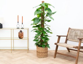 Epipremnum Pinnatum Variegata mosstok - 130cm