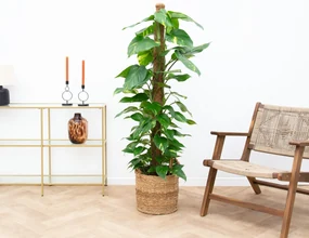 Epipremnum Pinnatum Variegata mosstok - 130cm