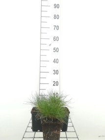 Festuca gautieri - pot 9x9 cm -