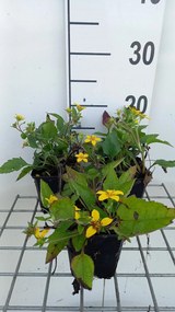Chrysogonum virginianum - pot 9x9 cm