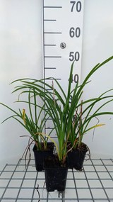Hemerocallis fulva 'Flore Pleno' - pot 9x9 cm
