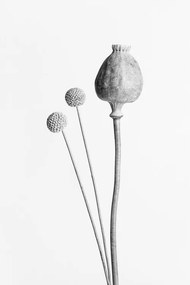 Foto Poppy Seed Capsule Black and White, Studio Collection, (26.7 x 40 cm)