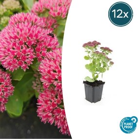 Sedum 'Herbstfreude' - 20cm