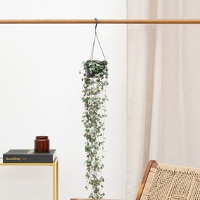 Hangplant Ceropegia Linearis 'Woodii' - 30cm