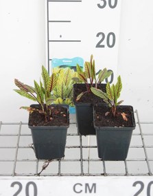 Bloedzuring, zurkel - pot 9x9 cm (Rumex sanguineus) -