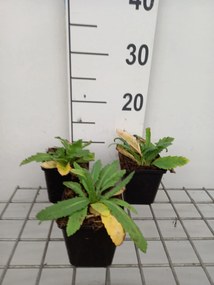 Papaver orientale 'Patty's Plum' - pot 9x9 cm -