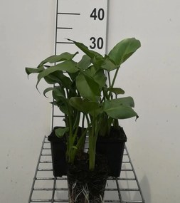 Zantedeschia aethiopica - pot 9x9 cm -