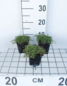 Thymus praecox 'Coccineus' - Kruiptijm - pot 9x9 cm -
