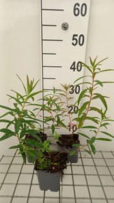 Euphorbia palustris 'Walenburg's Glorie' - pot 9x9 cm -