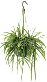 Lepismium Bolivianum hangplant - 25 cm