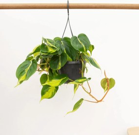Philodendron Scandens Brasil hangplant - 40 cm