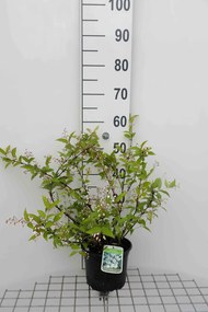 Deutzia x rosea 'Campanulata' - pot - 40-60 cm -