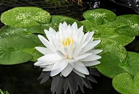 Nymphaea 'Gonnère' - pot 11x11 cm