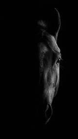 Foto horse, White Water