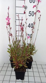 Gaura lindheimeri 'Tutti Frutti' - pot 9x9 cm -