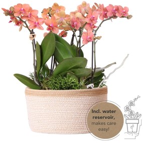 Combi deal - 3x Orchidee (Phalaenopsis) + 3x Rhipsalis in witte mand met waterreservoir