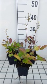 Aster divaricatus 'Eastern Star' - pot 9x9 cm