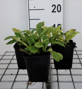 Pulmonaria angustifolia 'Azurea' - pot 9x9 cm -