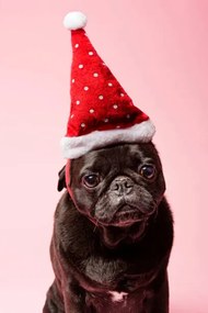 Foto Grumpy Pug Wearing a Christmas Hat, ClarkandCompany