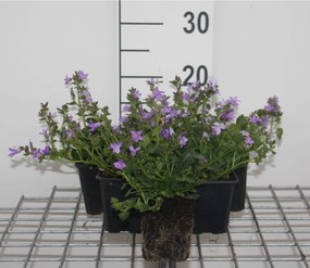Campanula portenschlagiana - pot 9x9 cm -