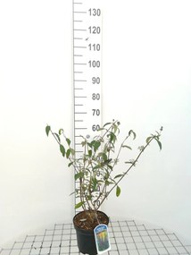 Buddleja davidii 'Empire Blue' - pot - 40-60 cm -