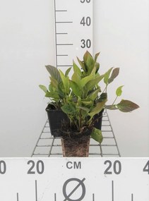 Omphalodes verna - pot 9x9 cm
