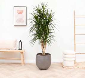Dracaena Marginata vertakt XXL - 190cm