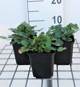 Heuchera 'Schneewittchen' - pot 9x9 cm