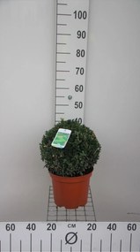 Buxus sempervirens - pot - bolvorm diameter 30+ cm