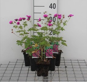 Geranium psilostemon - pot 9x9 cm