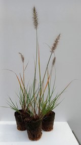 Pennisetum alopecuroides 'Hameln' - biopot diameter 8 cm
