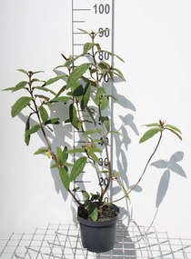Viburnum rhytidophyllum - pot - 30-50 cm -