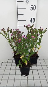 Aster ageratoides 'Ezo Murasaki' - pot 9x9 cm