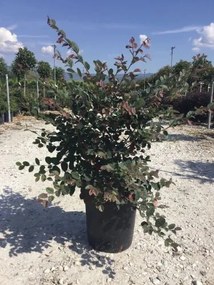 Loropetalum chinense 'Fire Dance' - pot 10L - 40-50 cm