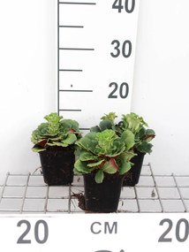Saxifraga x urbium - pot 9x9 cm -