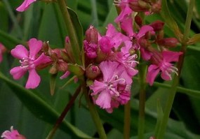 Lychnis viscaria 'Splendens' - pot 9x9 cm
