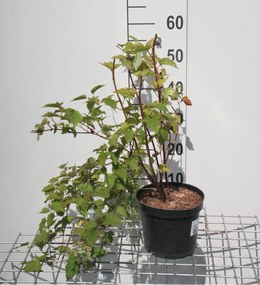 Stephanandra tanakae - pot - 30-40 cm